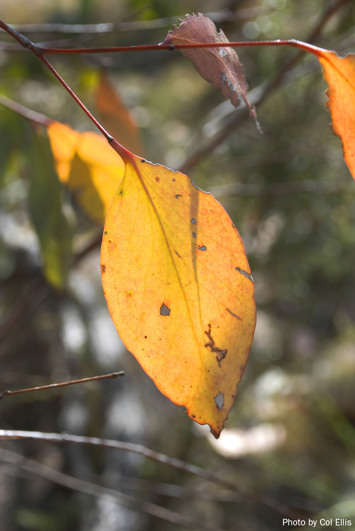 Autumn Cotter flora