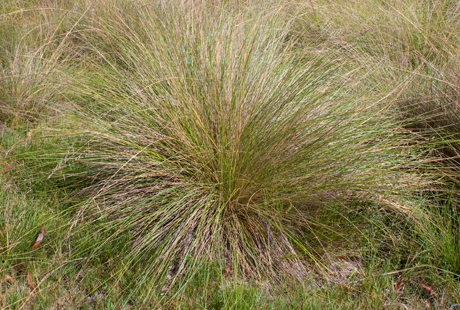 Poa tussock