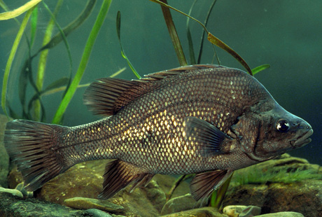 Macquarie Perch (Macquaria australasica)