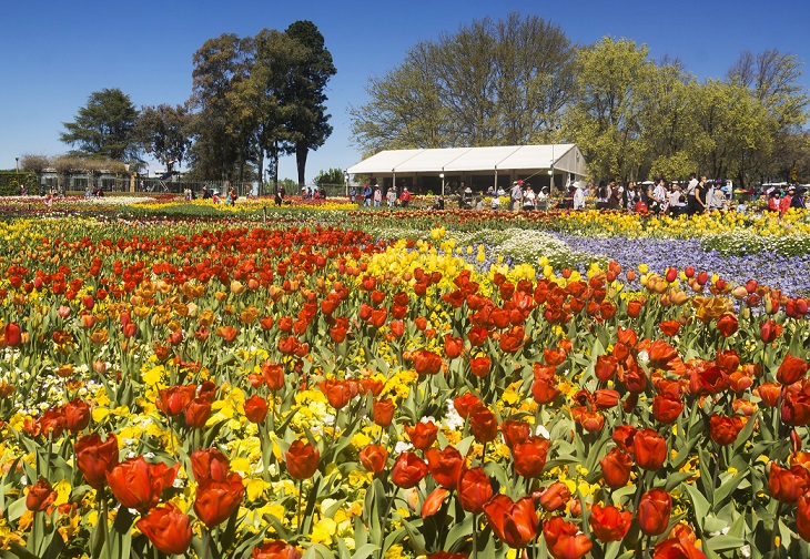 Flowers at Floriade event